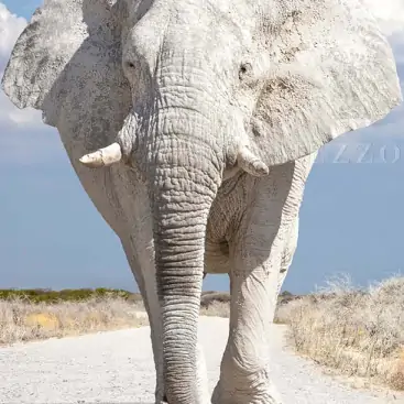 Indian Elephant
