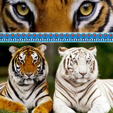 Indian Tigger