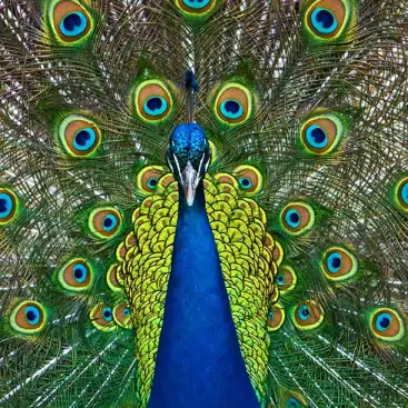 Indian Peacock